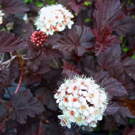 Irbeņlapu fizokarps ,,Red Baron,,- Physocarpus opulifolius. 2l kont., stāds 40-80cm.