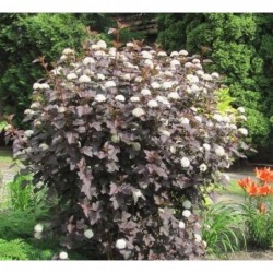 Irbeņlapu fizokarps ,,Red Baron,,- Physocarpus opulifolius. 2l kont., stāds 40-80cm.