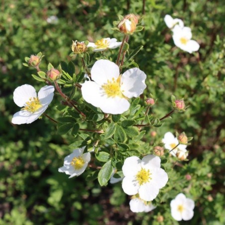 Parastā klinšrozīte "Abbotswood" - potentilla fruticosa
