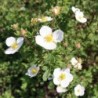 Parastā klinšrozīte "Abbotswood" - potentilla fruticosa