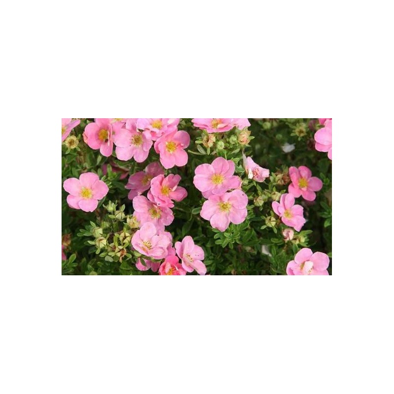 Parastā klinšrozīte "Pink Queen" - potentilla fruticosa