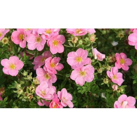 Parastā klinšrozīte "Pink Queen" - potentilla fruticosa
