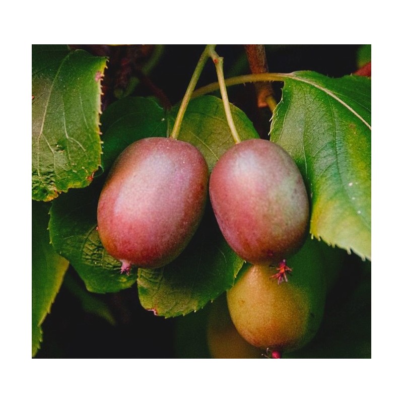 Aktinīdija "Geneva" (mini kivi)