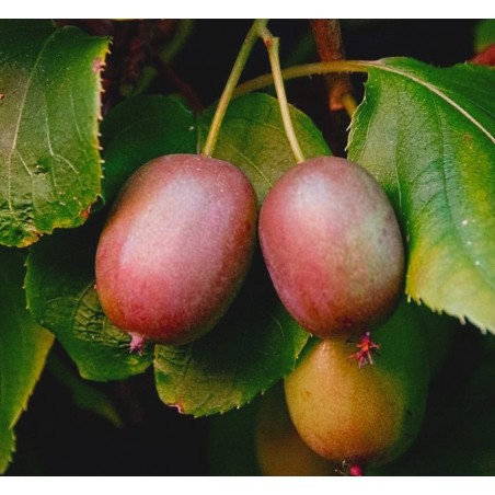 Aktinīdija "Geneva" (mini kivi)