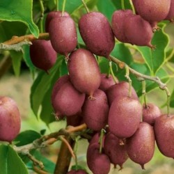 Aktinīdija "Ken's Red"...