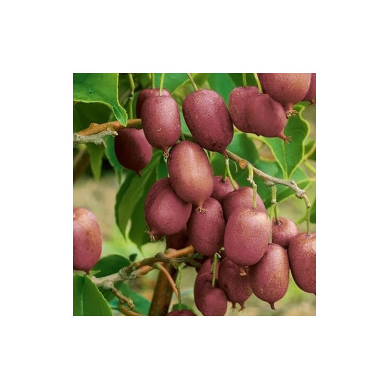 Aktinīdija "Ken's Red" (mini kivi)