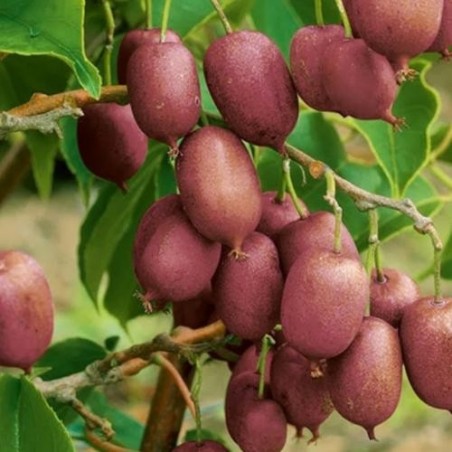 Aktinīdija "Ken's Red" (mini kivi)