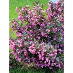 Veigela "Purpurea Nana" -...