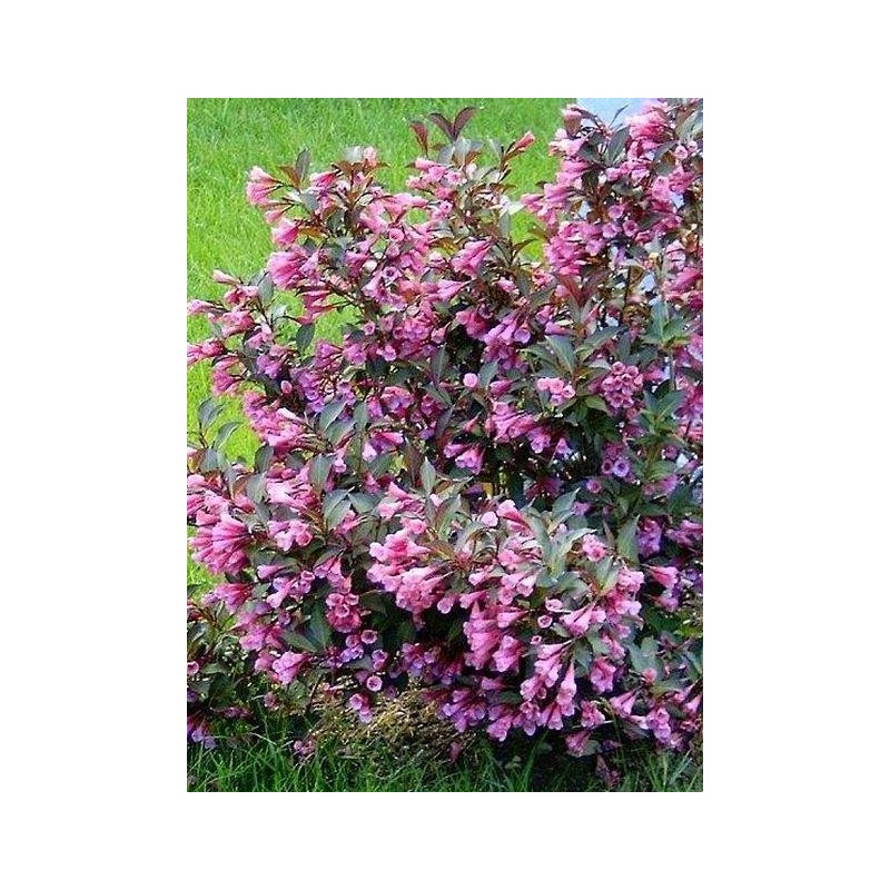 Veigela "Purpurea Nana" - weigela florida