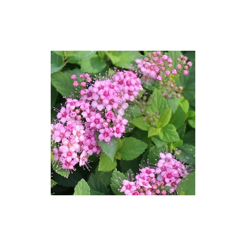 Japānas spireja "Little Princess" - spiraea japonica