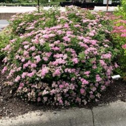 Japānas spireja "Little Princess" - spiraea japonica