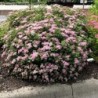 Japānas spireja "Little Princess" - spiraea japonica