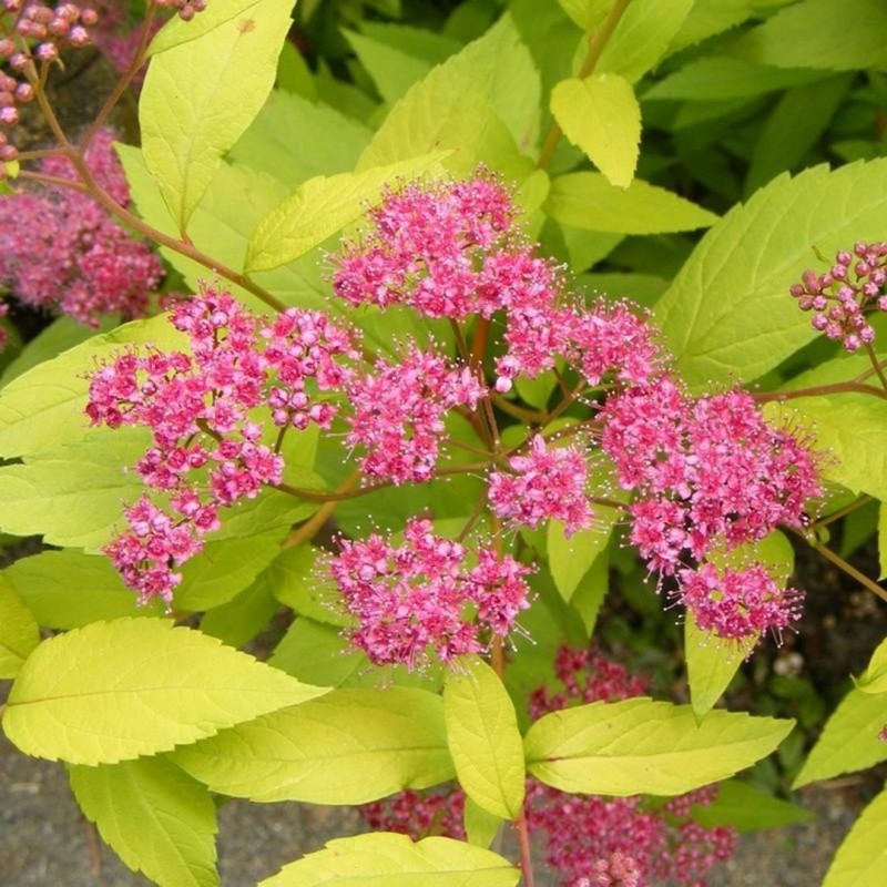Japānas spireja "Golden Princess" - spiraea japonica