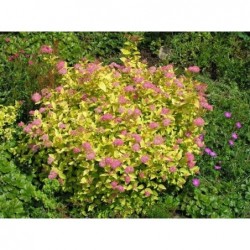 Japānas spireja "Golden Princess" - spiraea japonica