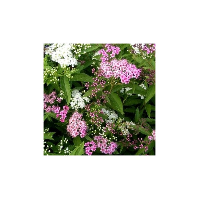 Japānas spireja "Genpei" - spiraea japonica