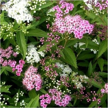 Japānas spireja "Genpei" - spiraea japonica