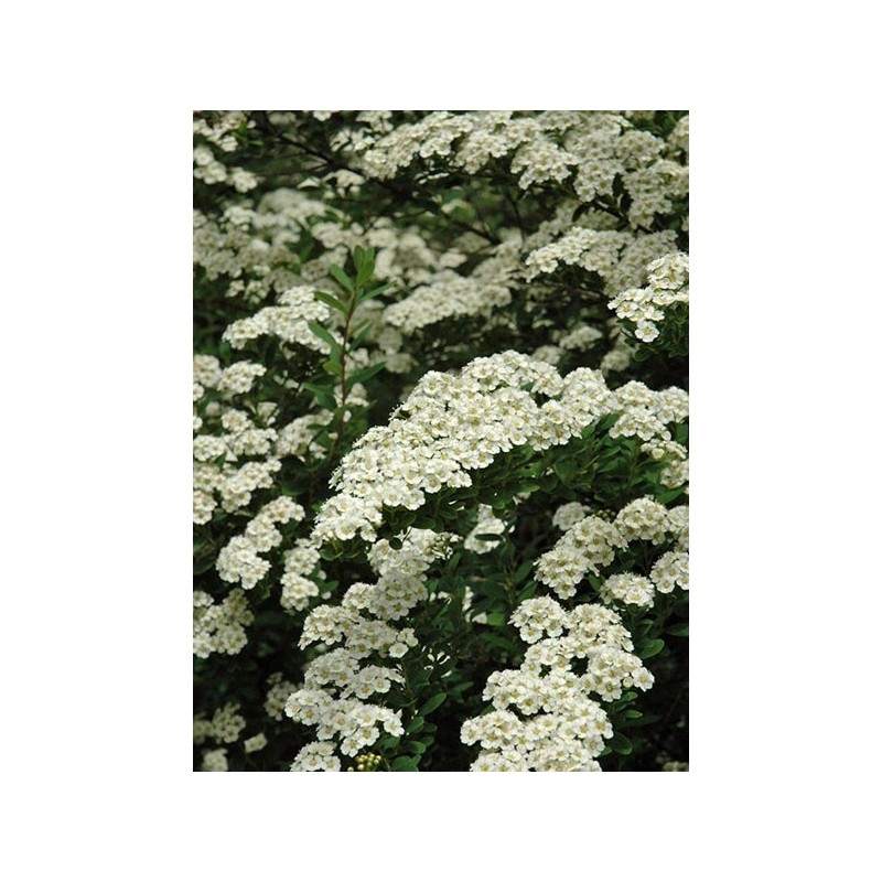 Japānas spireja "Snowmound" - spiraea japonica