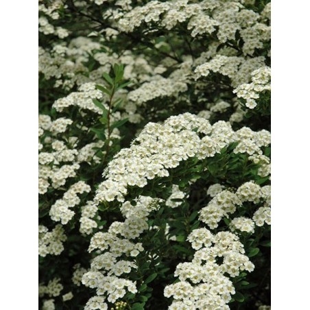 Japānas spireja "Snowmound" - spiraea japonica