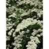 Japānas spireja "Snowmound" - spiraea japonica