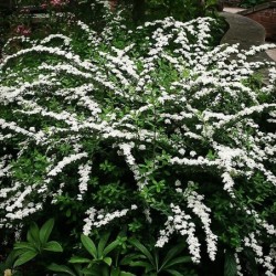 Japānas spireja "Snowmound" - spiraea japonica