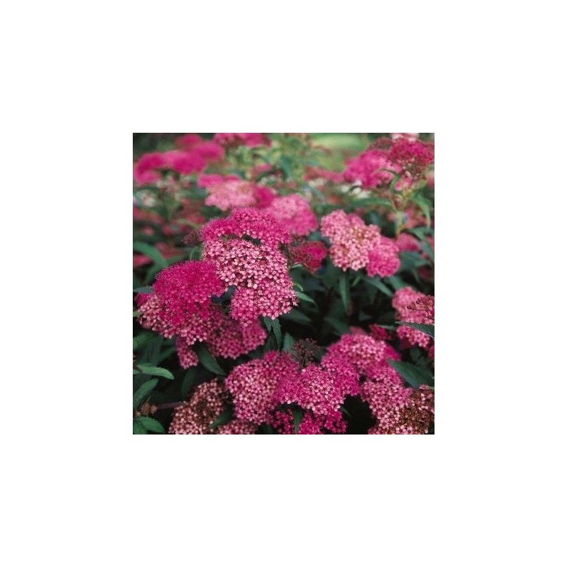 Japānas spireja "Anthony Waterer" - spiraea japonica