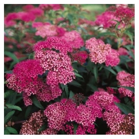 Japānas spireja "Anthony Waterer" - spiraea japonica