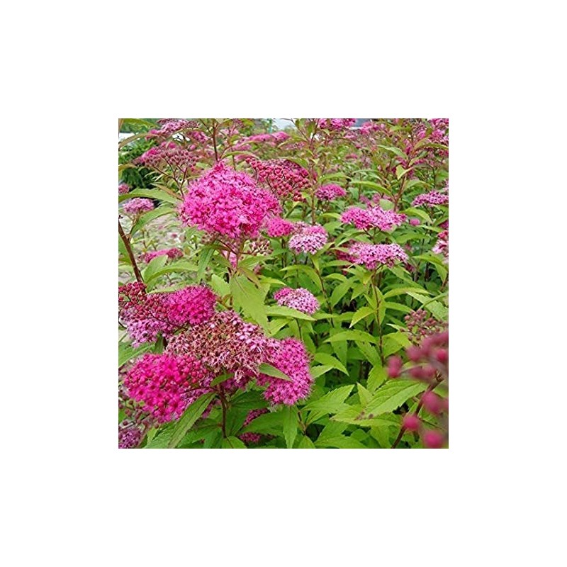Japānas spireja "Froebelli" - spiraea japonica