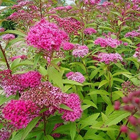Japānas spireja "Froebelli" - spiraea japonica