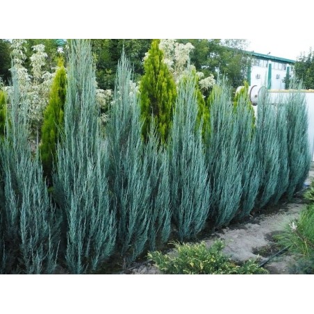 Klinškalnu kadiķis "Blue Arrow" - jupinerus scopulorum