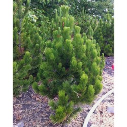 Bosnijas priede - pinus...