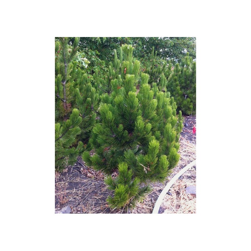 Bosnijas priede - pinus leucodermis