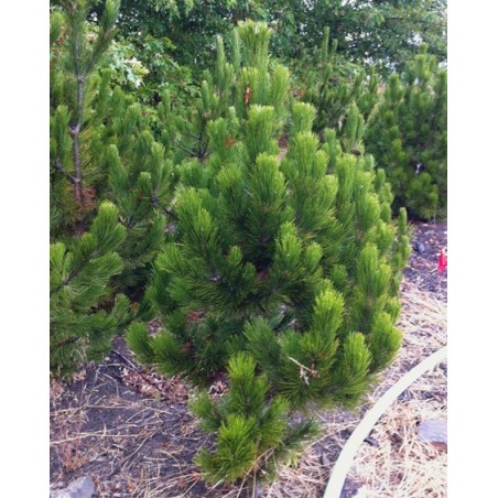 Bosnijas priede - pinus leucodermis