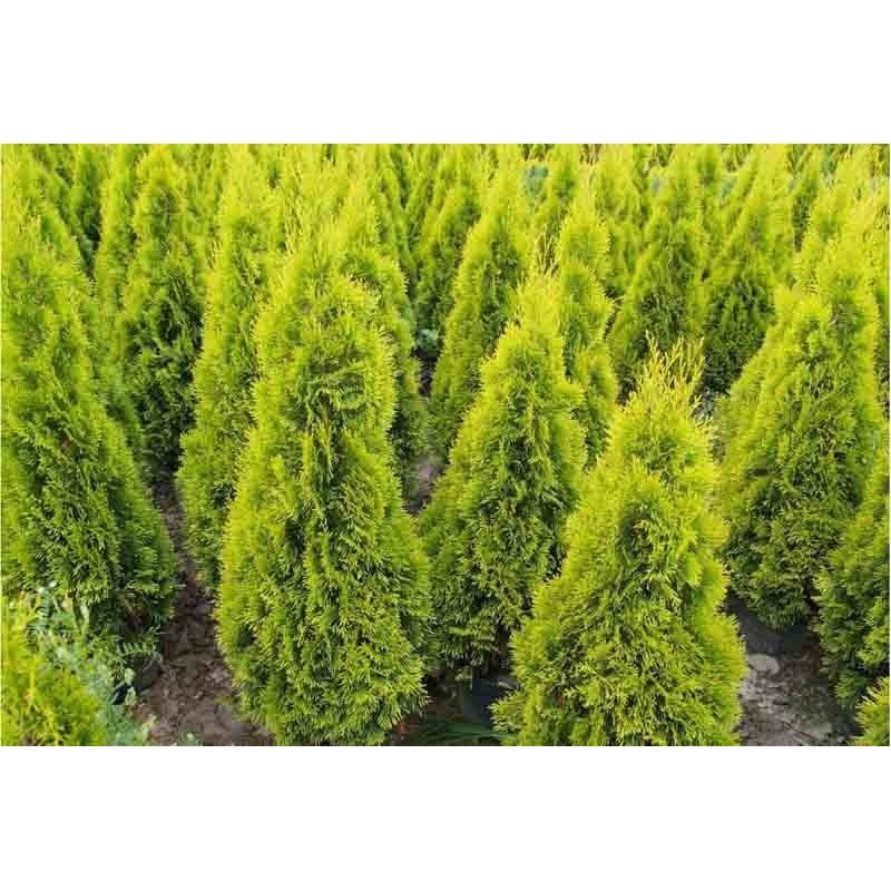 Rietumu tūja "Janed Gold" - thuja occidentalis