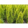 Rietumu tūja "Janed Gold" - thuja occidentalis