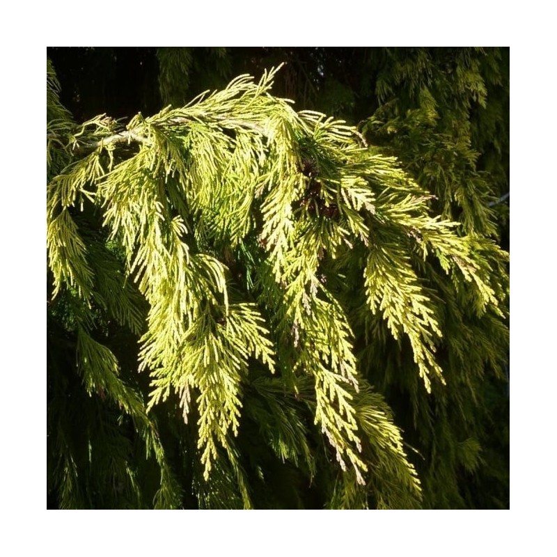 Losena paciprese "Winston Churchill" - chamaecyparis lawsoniana