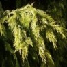 Losena paciprese "Winston Churchill" - chamaecyparis lawsoniana