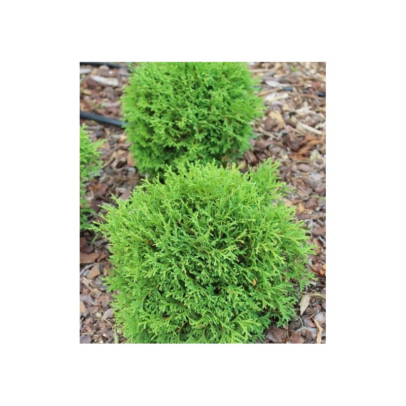 Rietumu tūja "Tiny Tim" - thuja occidentalis