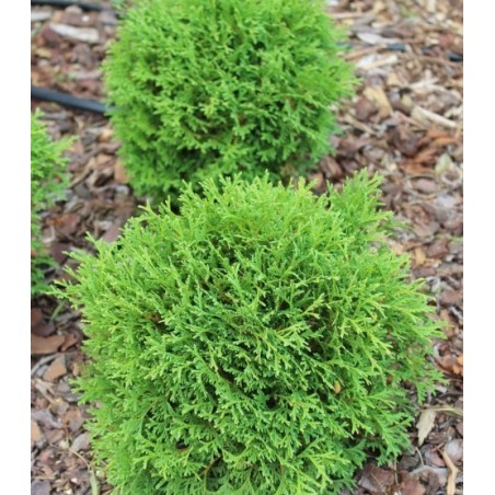 Rietumu tūja "Tiny Tim" - thuja occidentalis