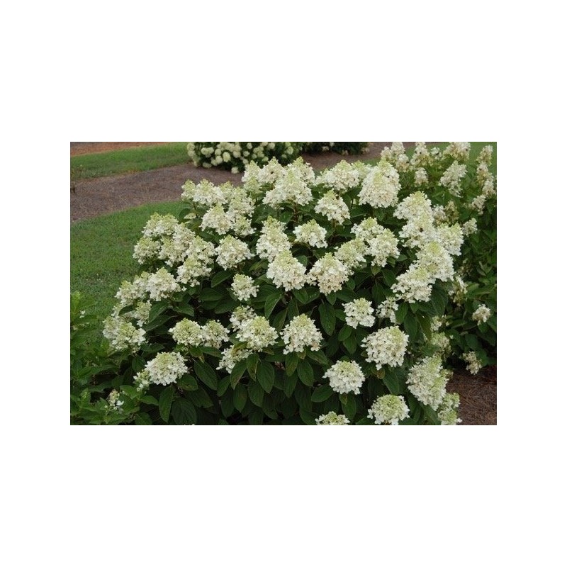 Skarainā hortenzija "Baby Lace" - hydrangea paniculata
