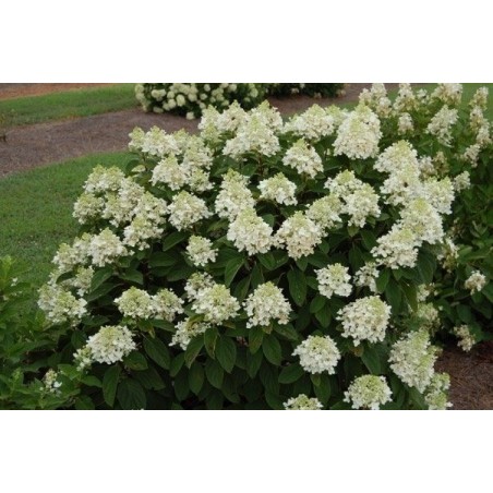 Skarainā hortenzija "Baby Lace" - hydrangea paniculata