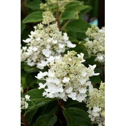 Skarainā hortenzija "Baby Lace" - hydrangea paniculata