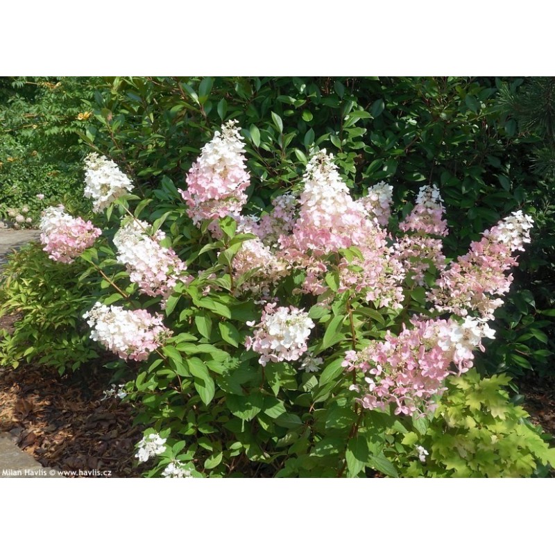 Skarainā hortenzija "Confetti" - hydrangea paniculata