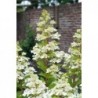 Skarainā hortenzija "Confetti" - hydrangea paniculata