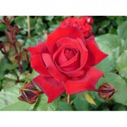 Krūmroze "Gruss an Heidelberg"