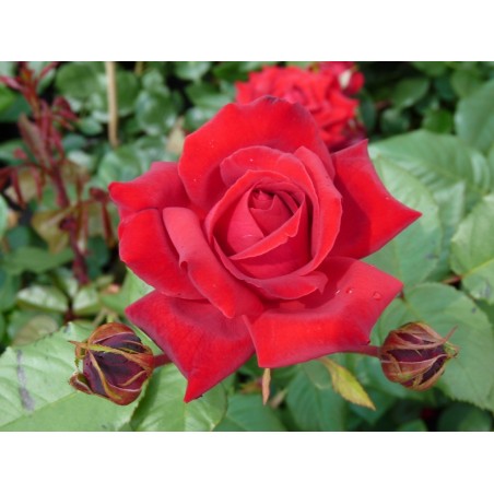 Krūmroze "Gruss an Heidelberg"