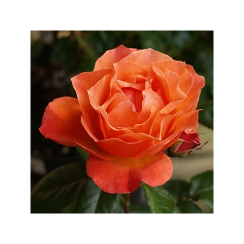 Floribundroze "Fellowship"