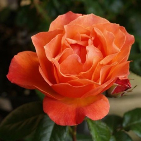 Floribundroze "Fellowship"