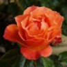 Floribundroze "Fellowship"