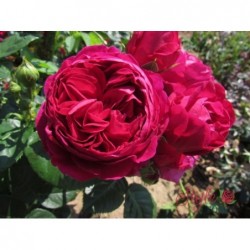 Tējhibrīdroze "Ascot"