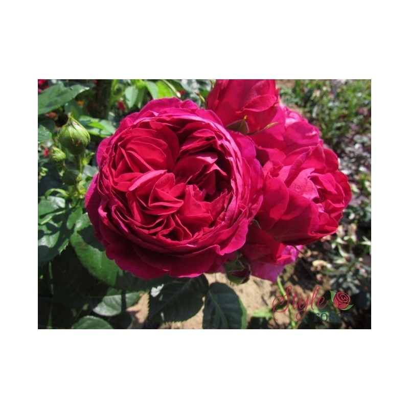 Tējhibrīdroze "Ascot"